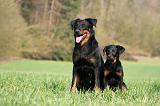 BEAUCERON - ADULTS and PUPPIES 046